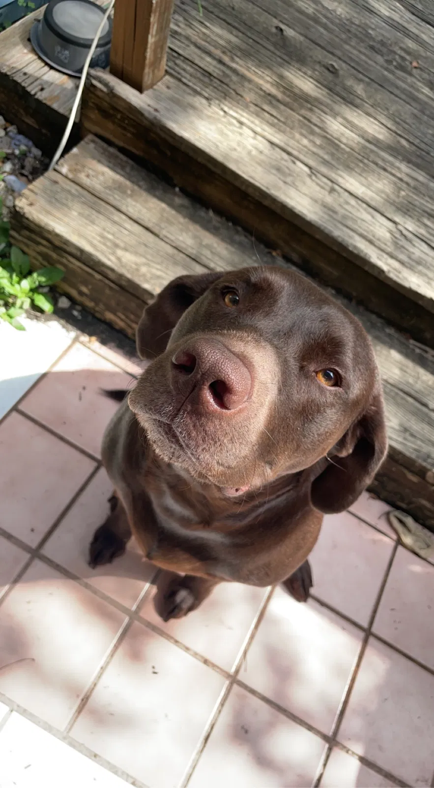 Lost dog in San Marcos, TX, 78666