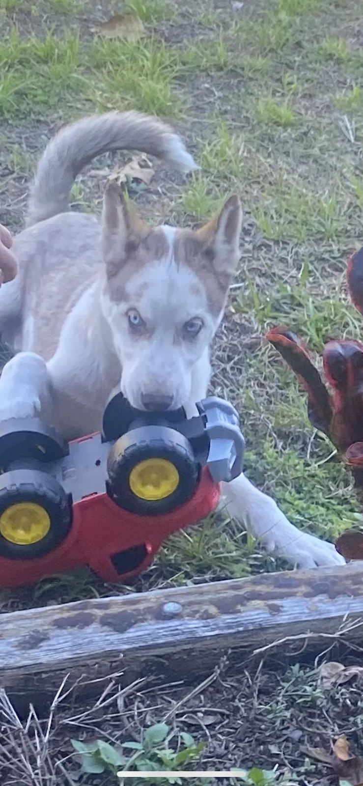 Lost dog in Kissimmee, FL, 34741
