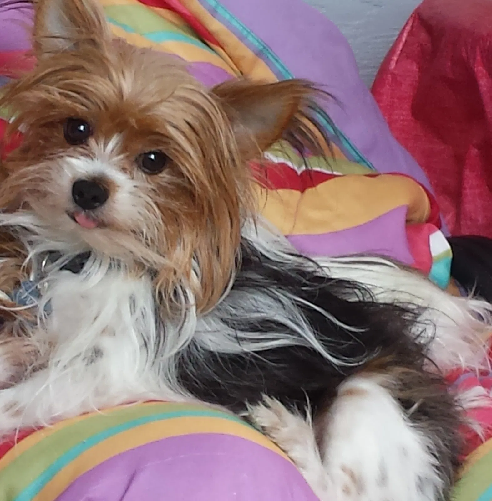 Lost dog in Murrieta, CA, 92562