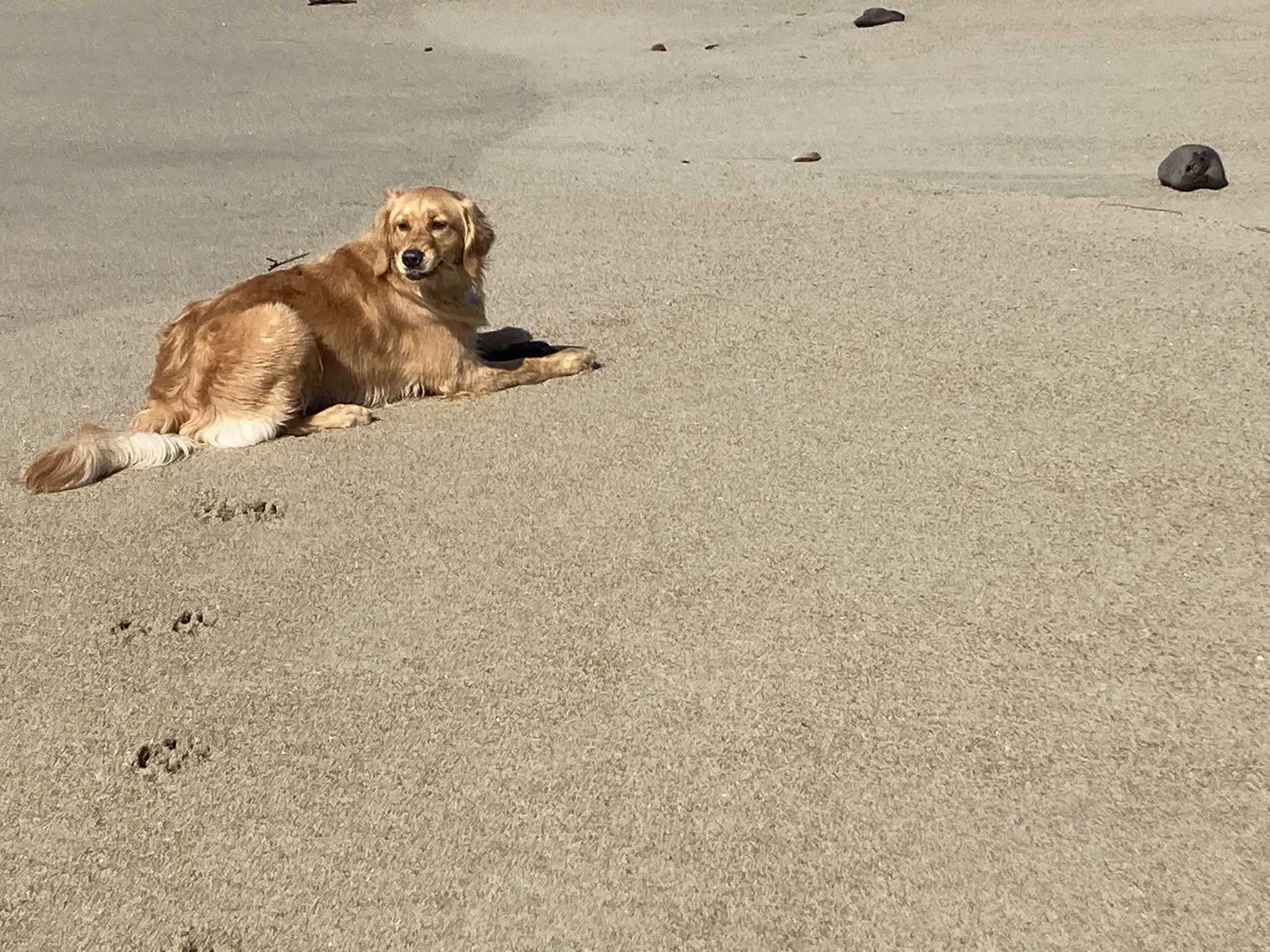 Lost dog in Santa Cruz, CA, 95062
