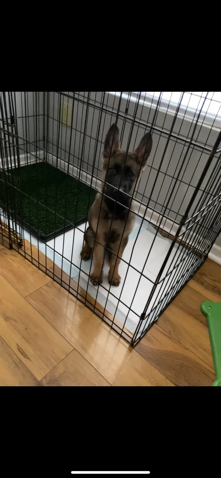 Lost dog in Greenwood, IN, 46143