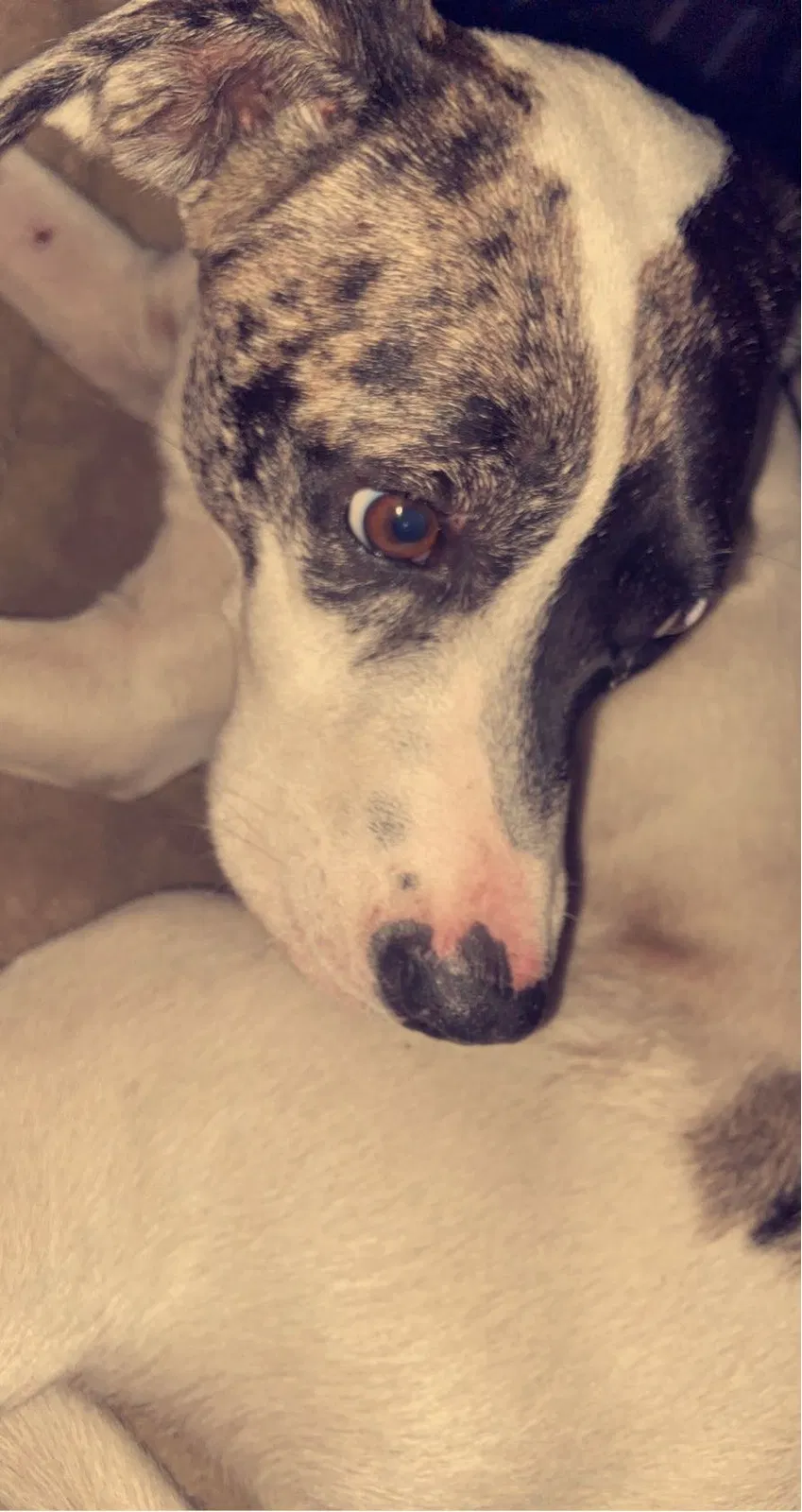 Lost dog in Gaston, SC, 29053