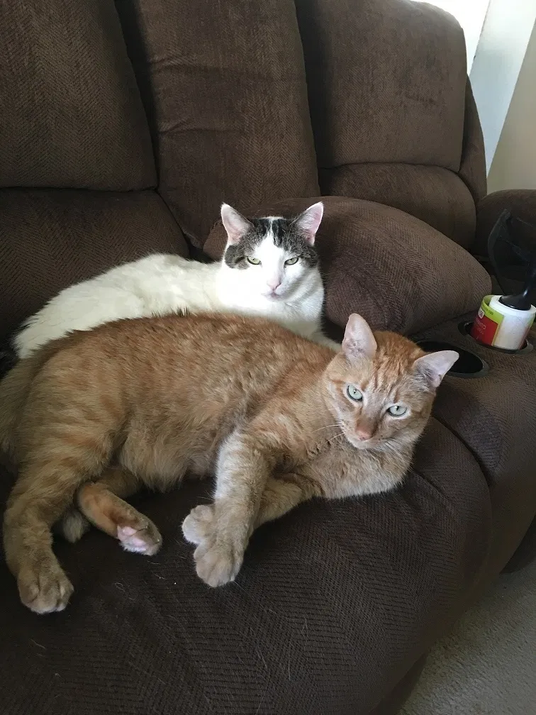 Lost cat in Bakersfield, CA, 93313