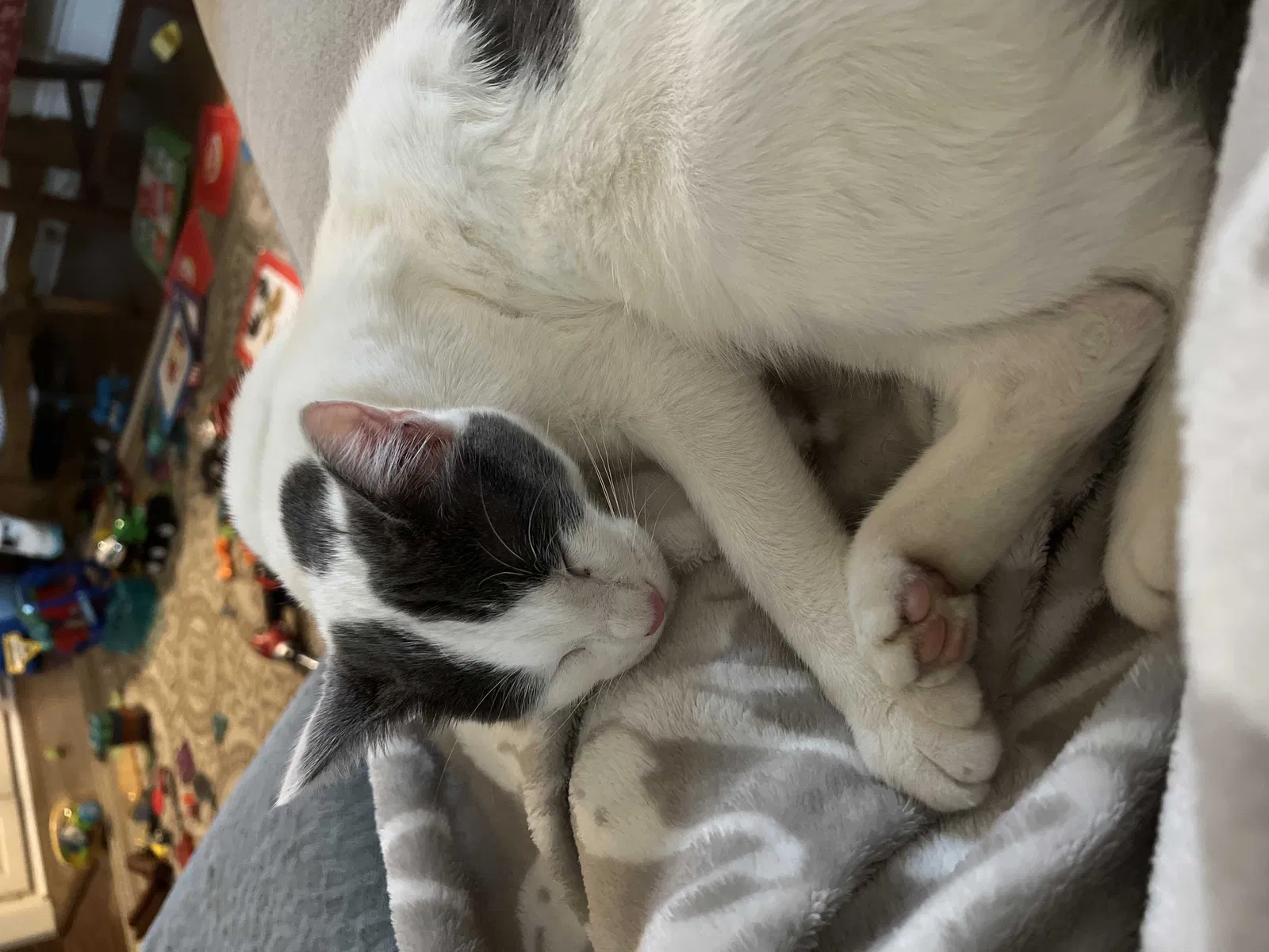Lost cat in Plano, TX, 75023