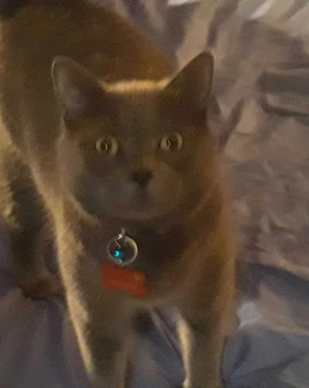 Lost cat in Orangeburg, SC, 29118