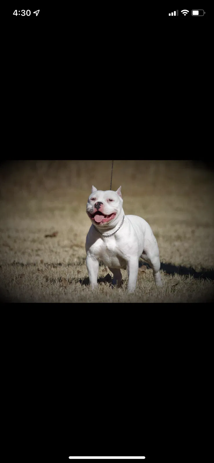 Lost dog in Oklahoma City, OK, 73129