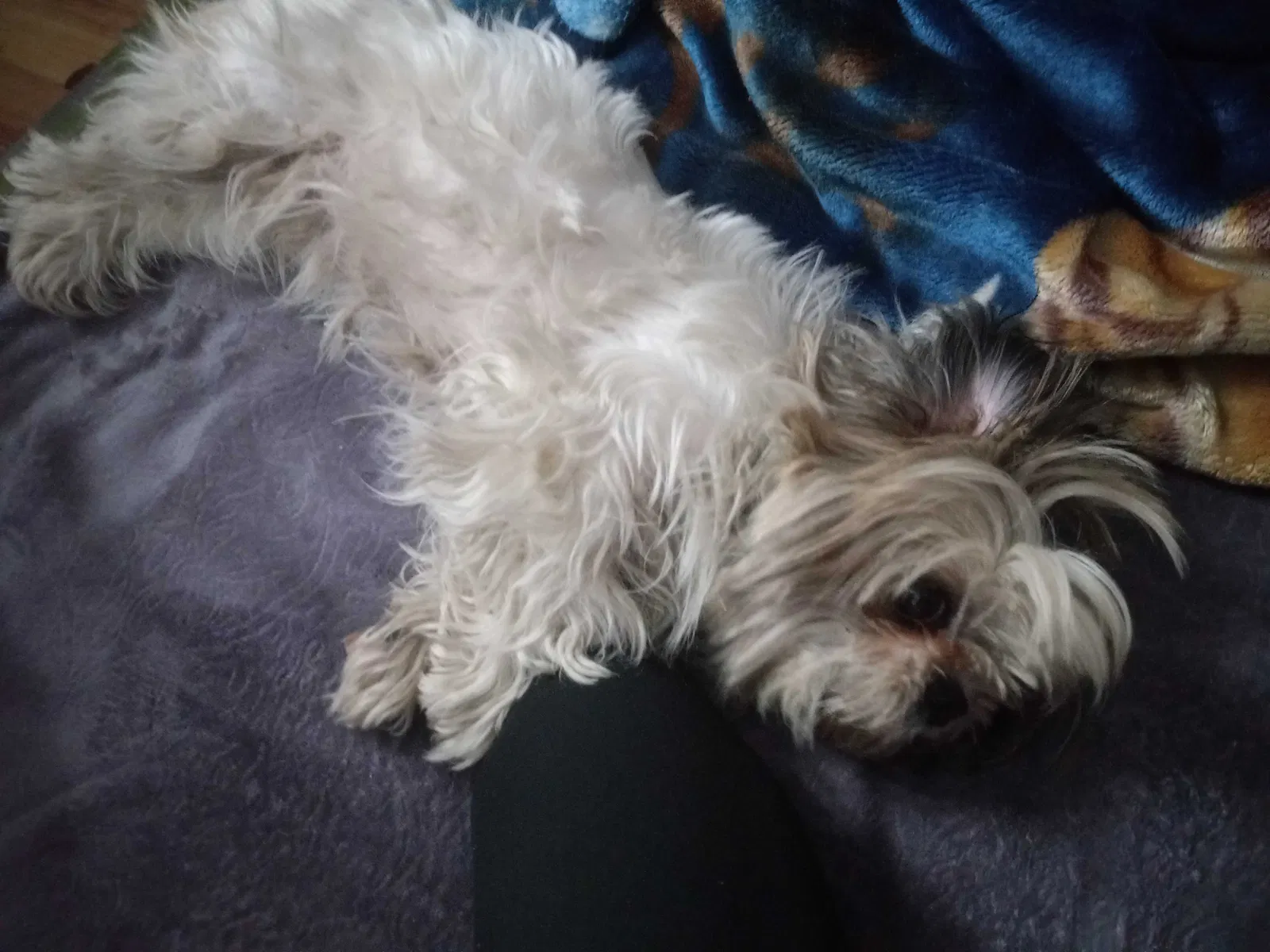 Lost dog in Buena Park, CA, 90621