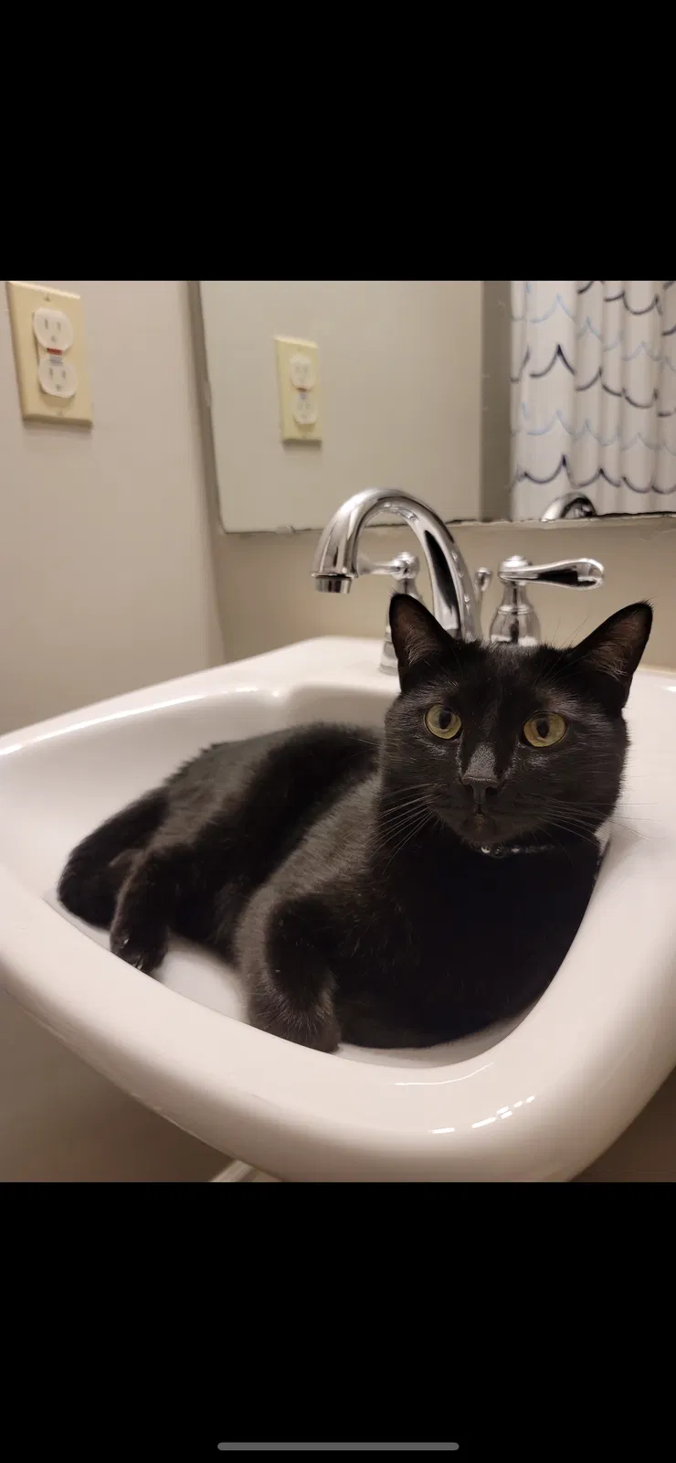 Lost cat in Belmont, NC, 28012