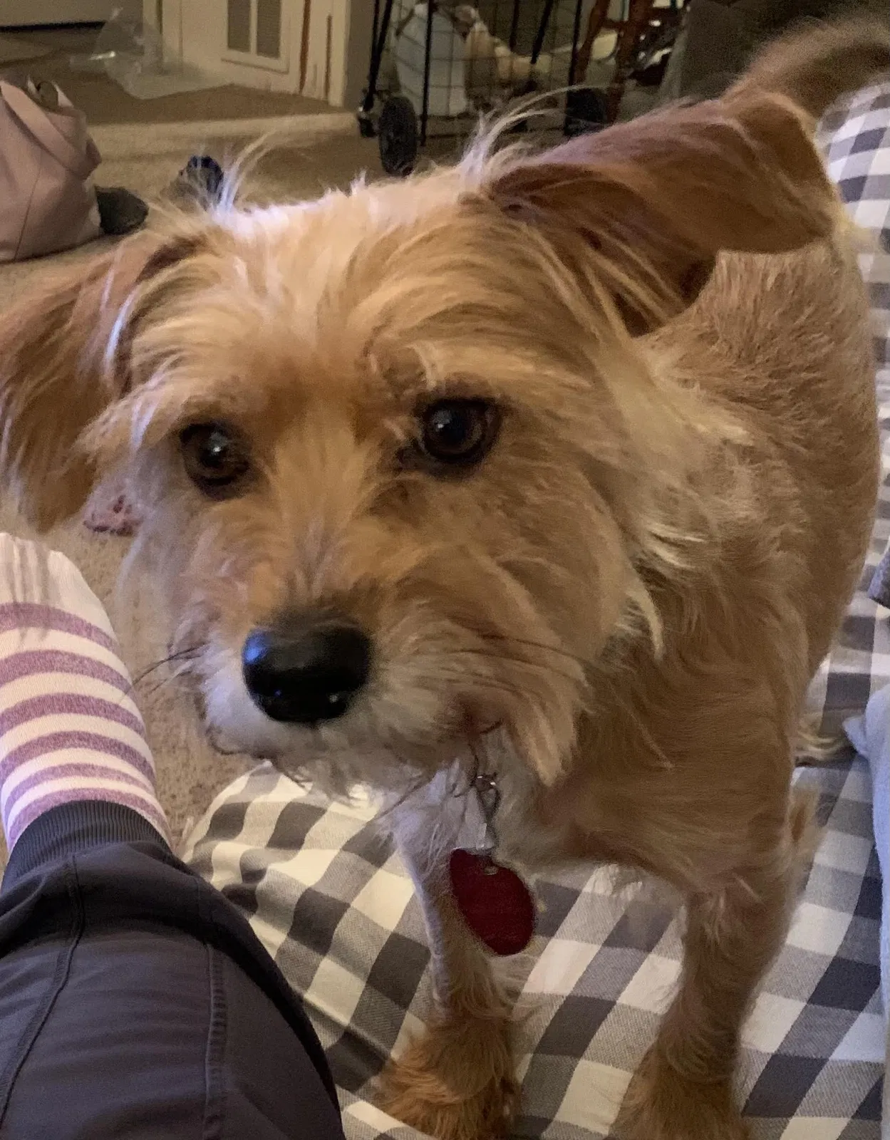 Lost dog in Wolfforth, TX, 79382