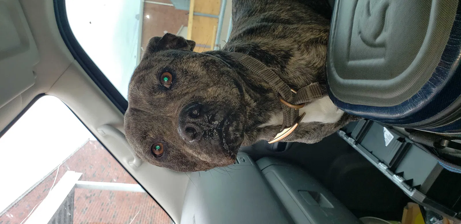 Found dog in Deer Park, TX, 77536