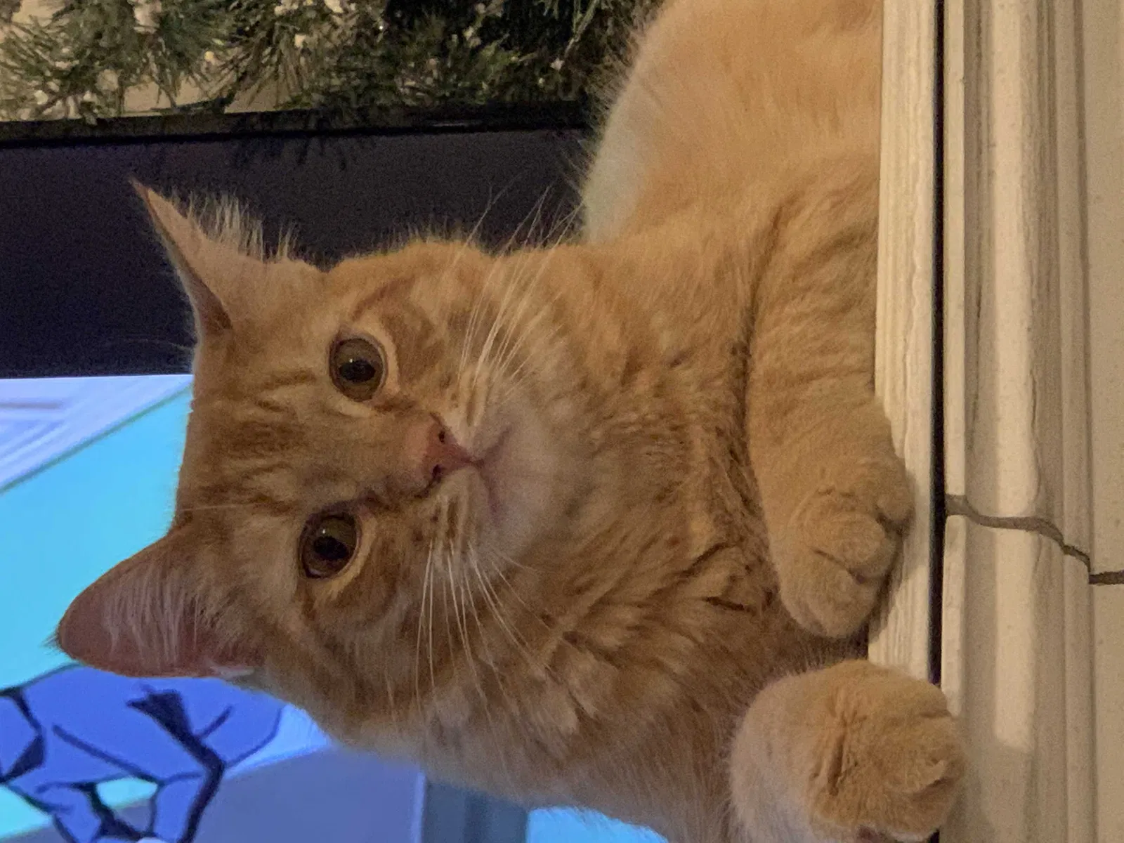 Lost cat in Bothell, WA, 98021