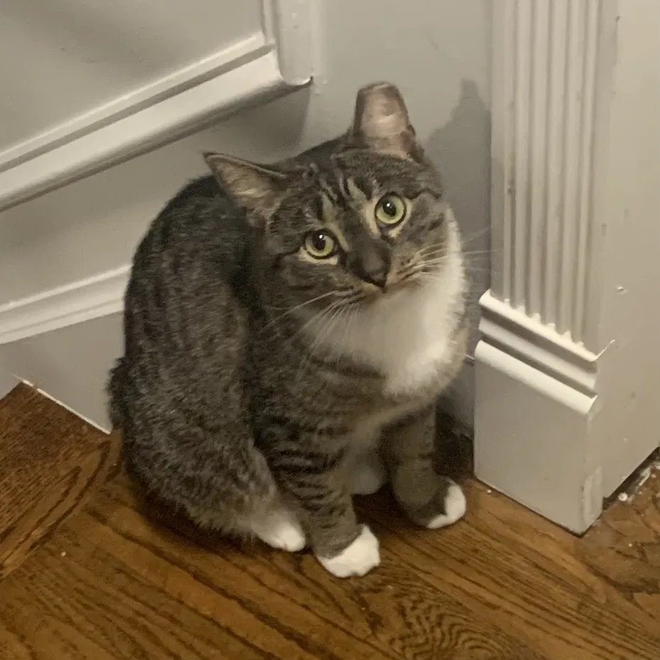 Lost cat in Sewell, NJ, 8080