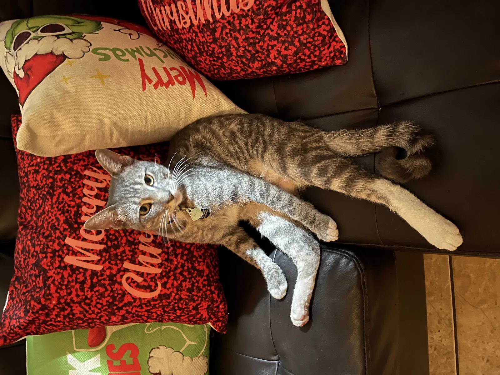 Lost cat in El Paso, TX, 79938