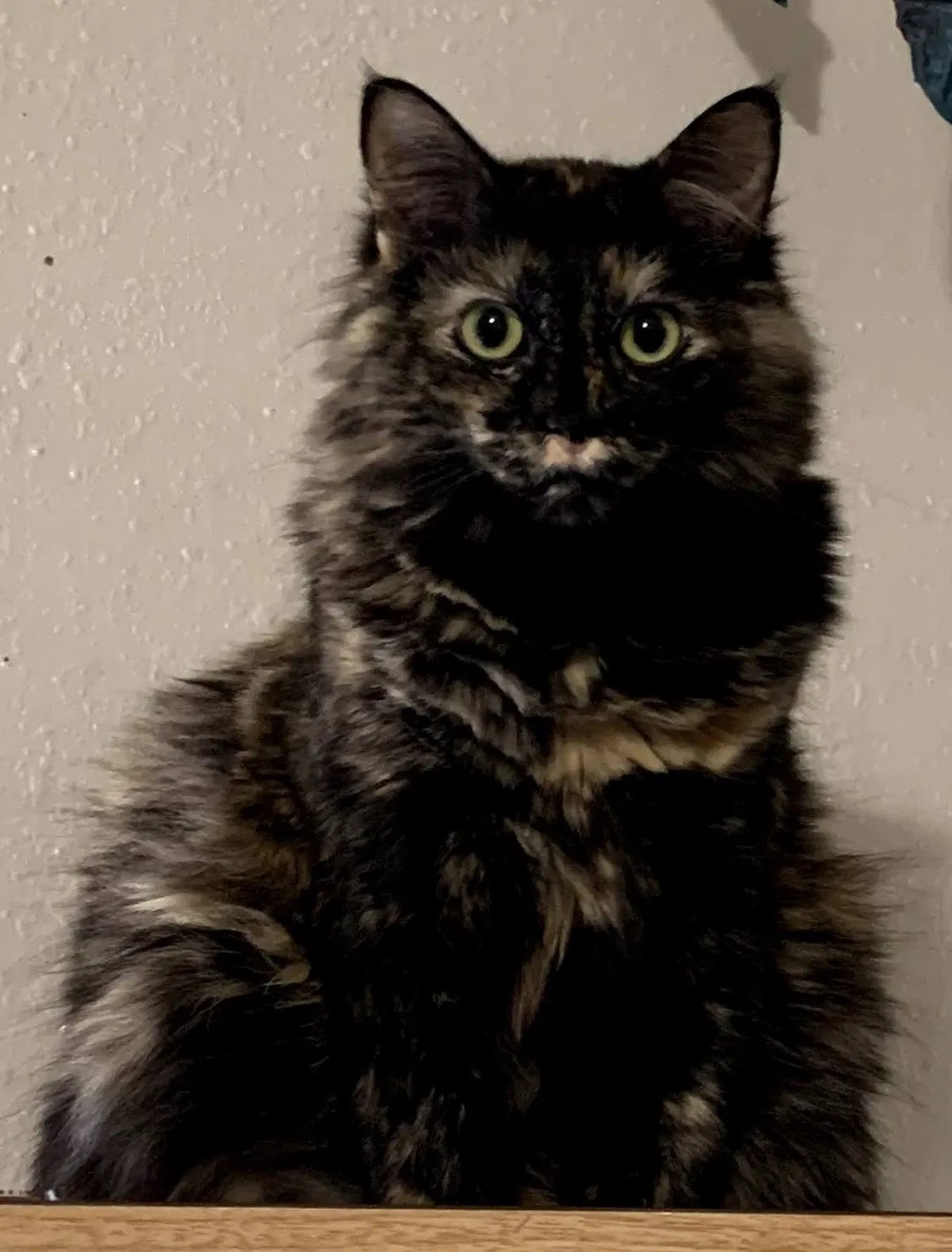 Lost cat in Houston, TX, 77066