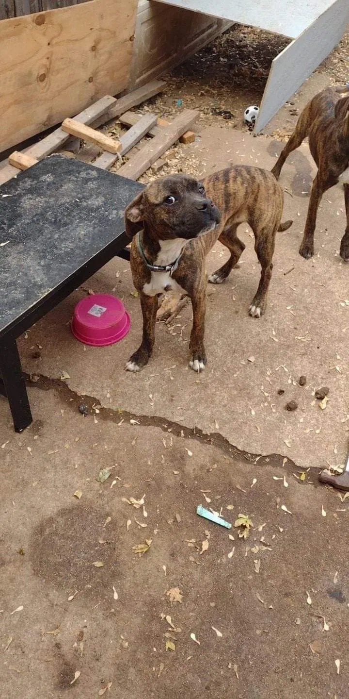 Lost dog in Norman, OK, 73069