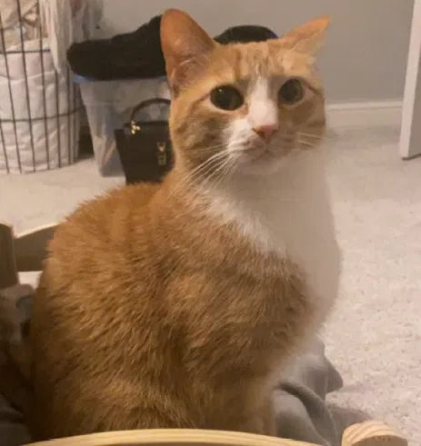 Lost cat in New Albany, OH, 43054