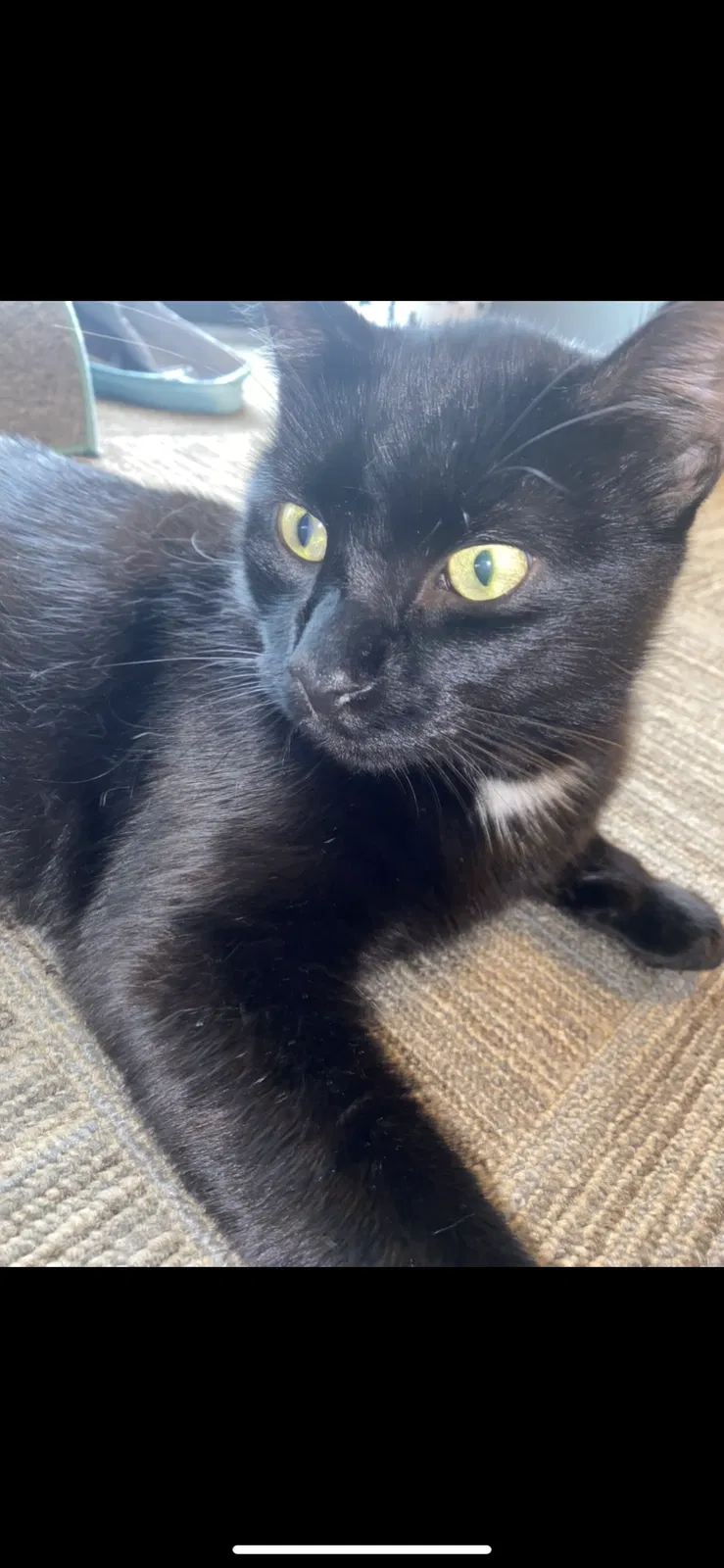 Lost cat in Fruitport, MI, 49415