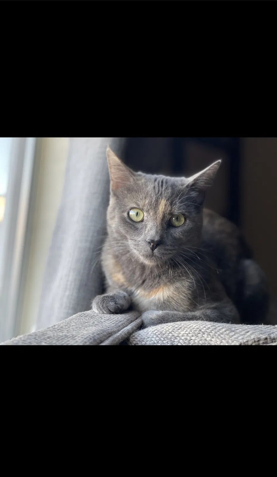 Lost cat in Spring Valley, CA, 91977