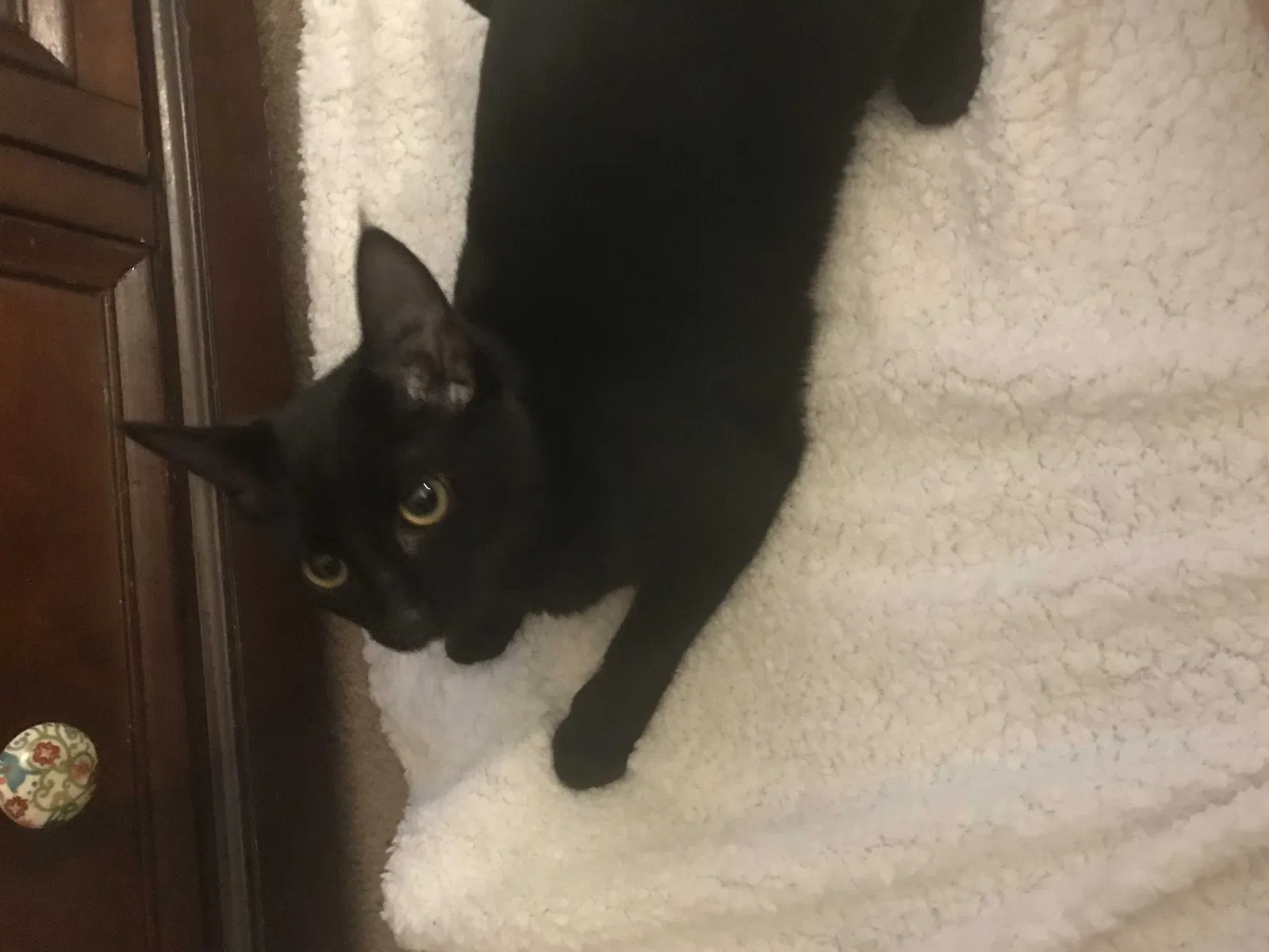 Lost cat in Wetumpka, AL, 36093