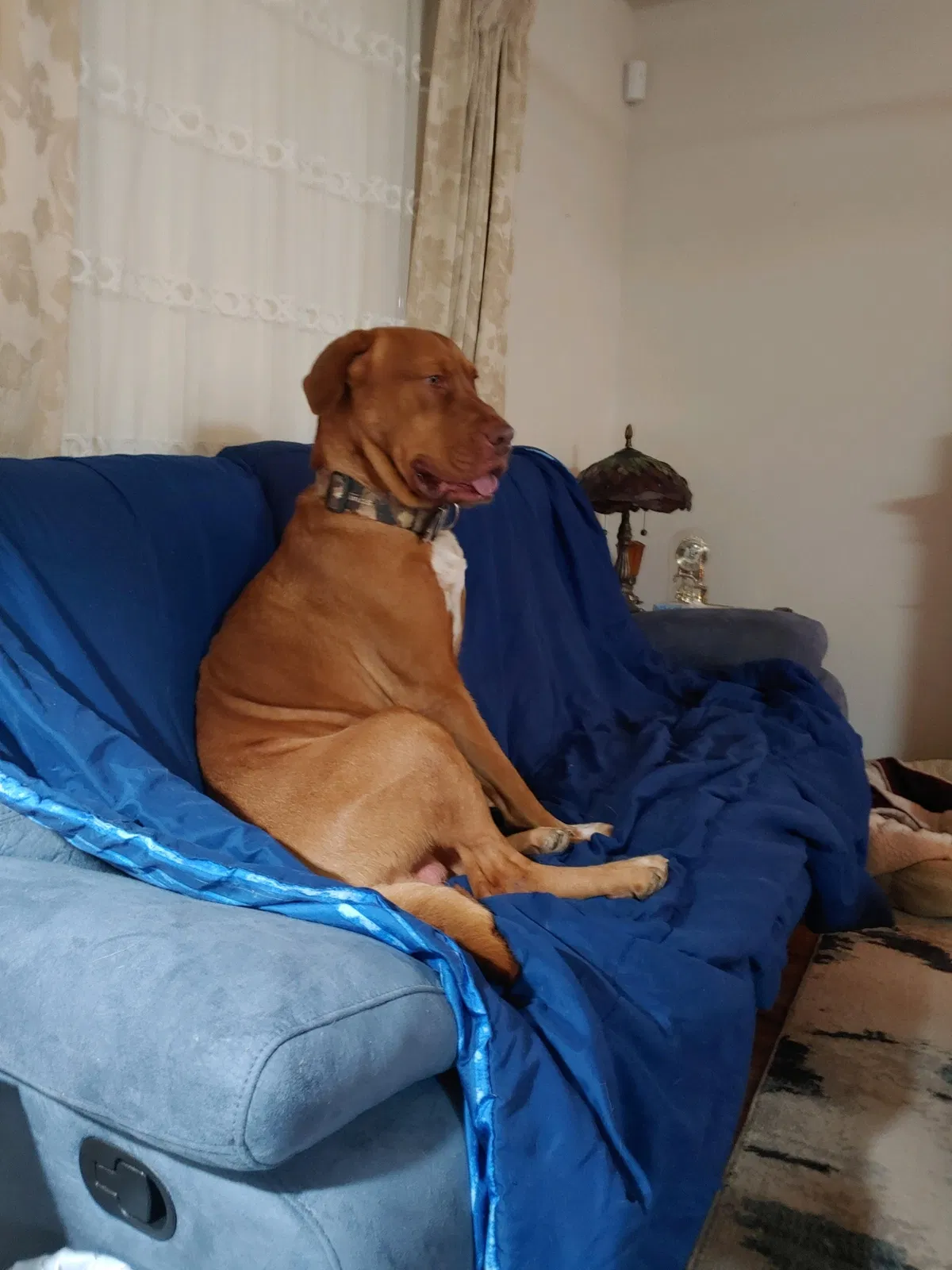 Lost dog in San Antonio, TX, 78254