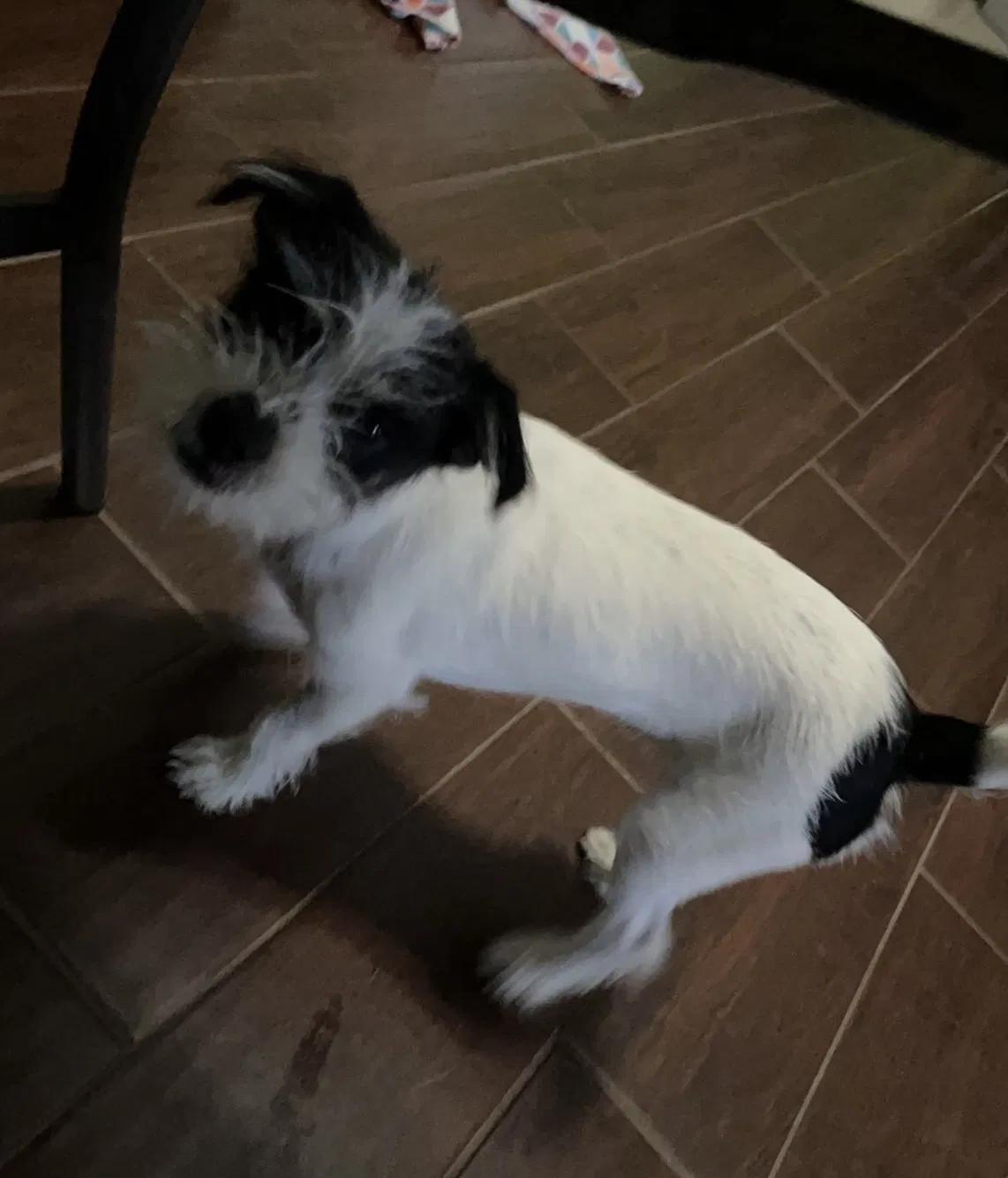 Lost dog in Odessa, TX, 79763