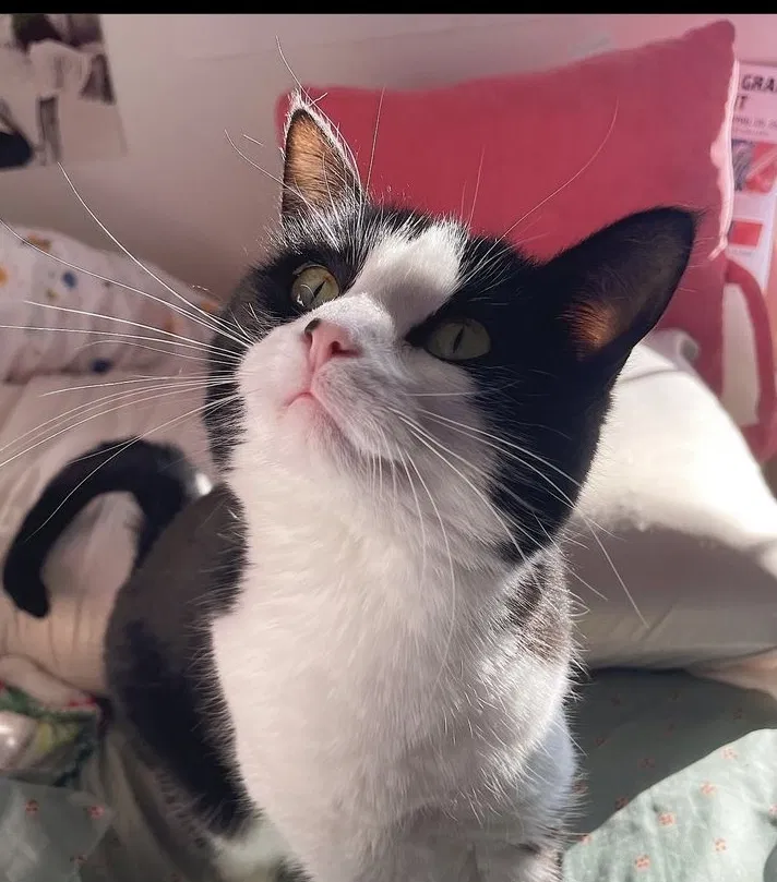Lost cat in Ames, IA, 50014
