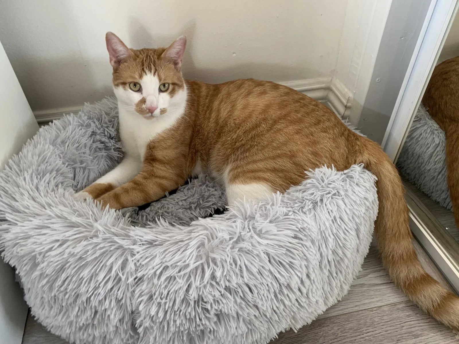 Lost cat in Los Angeles, CA, 90043