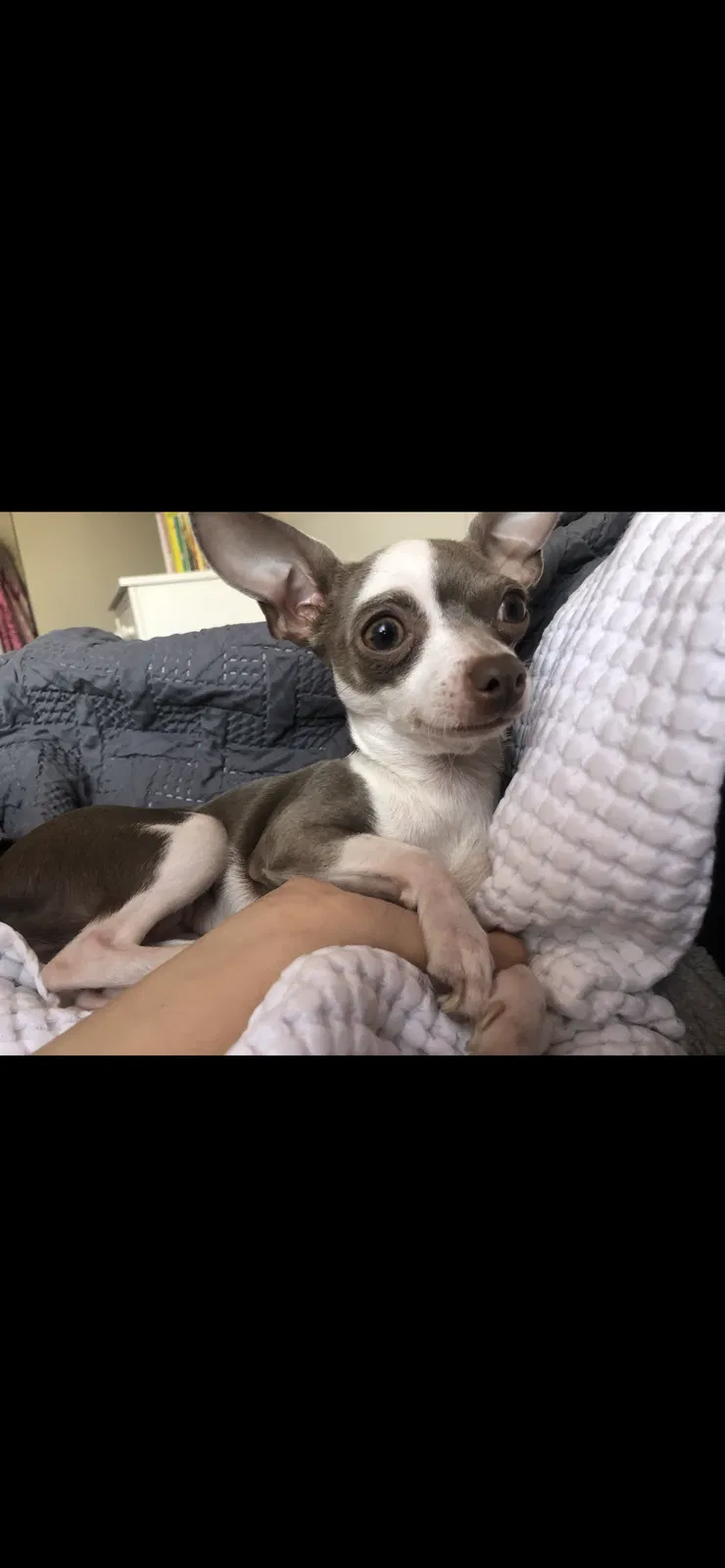 Lost dog in San Pablo, CA, 94806