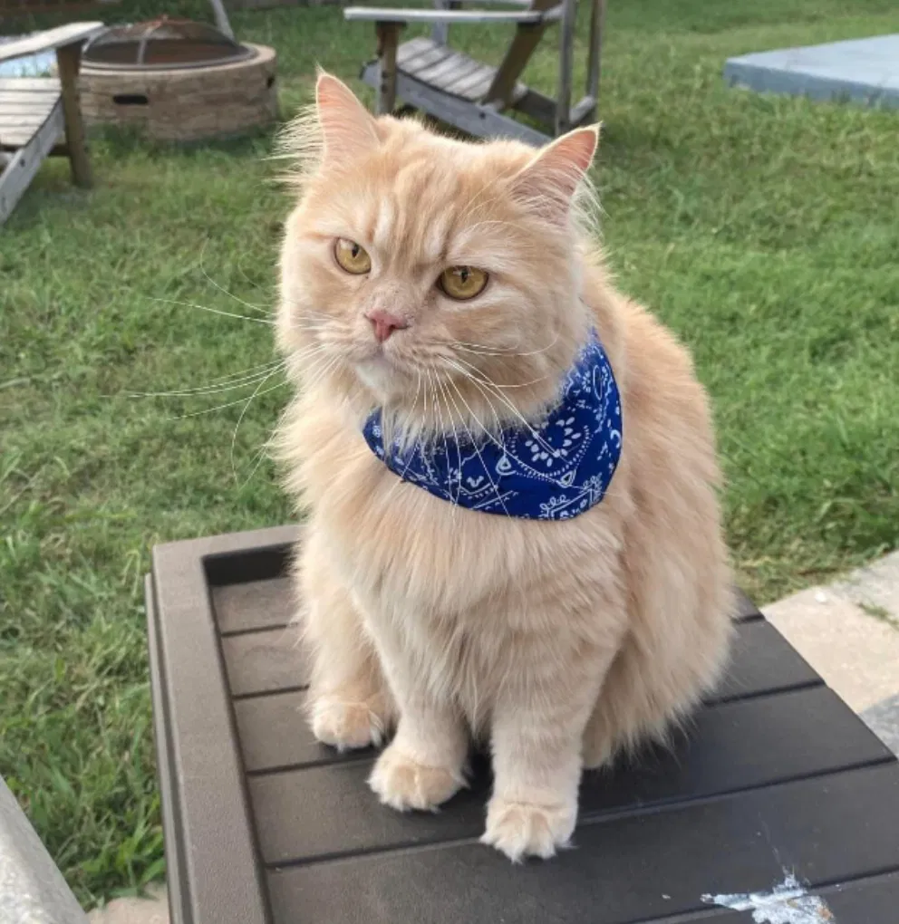 Lost cat in Pflugerville, TX, 78660