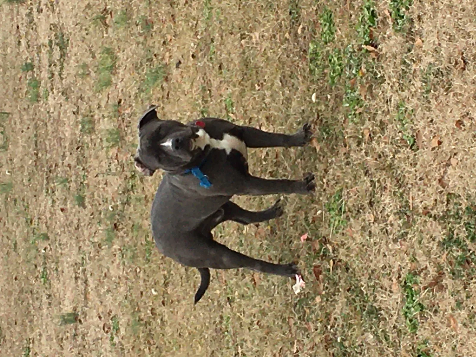 Lost dog in Norwood, NC, 28128