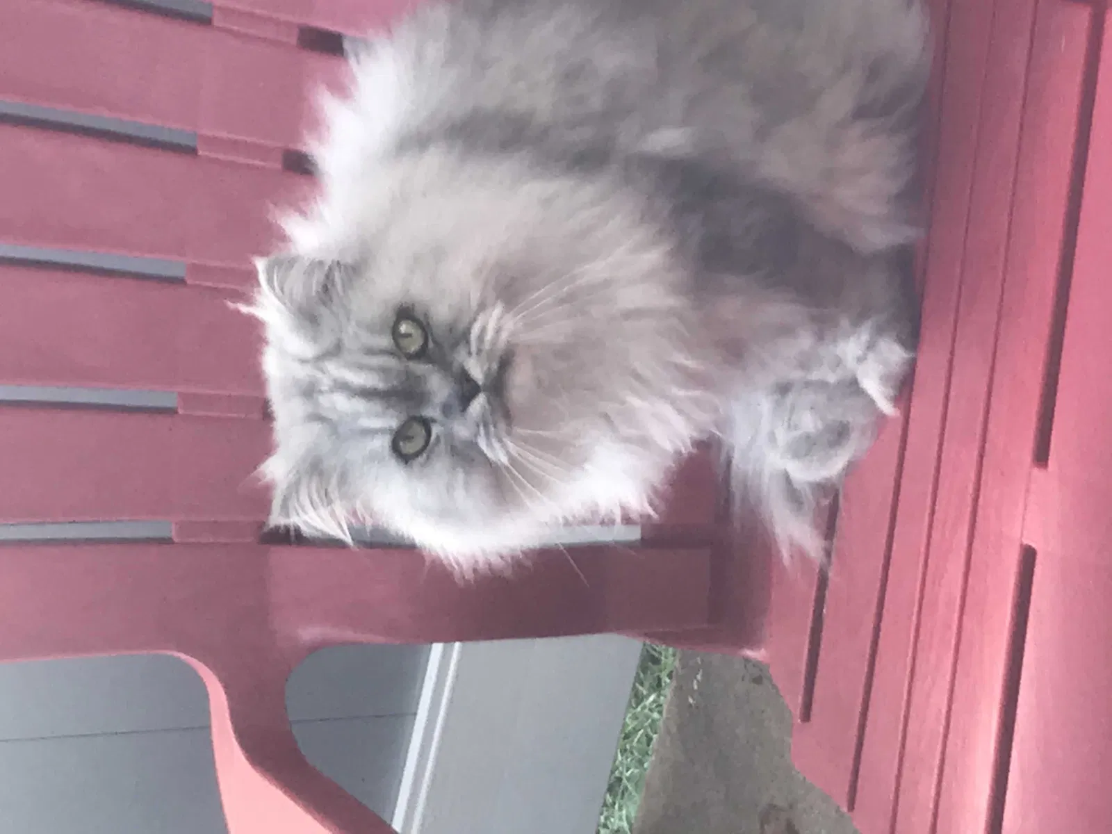 Lost cat in Reno, NV, 89510