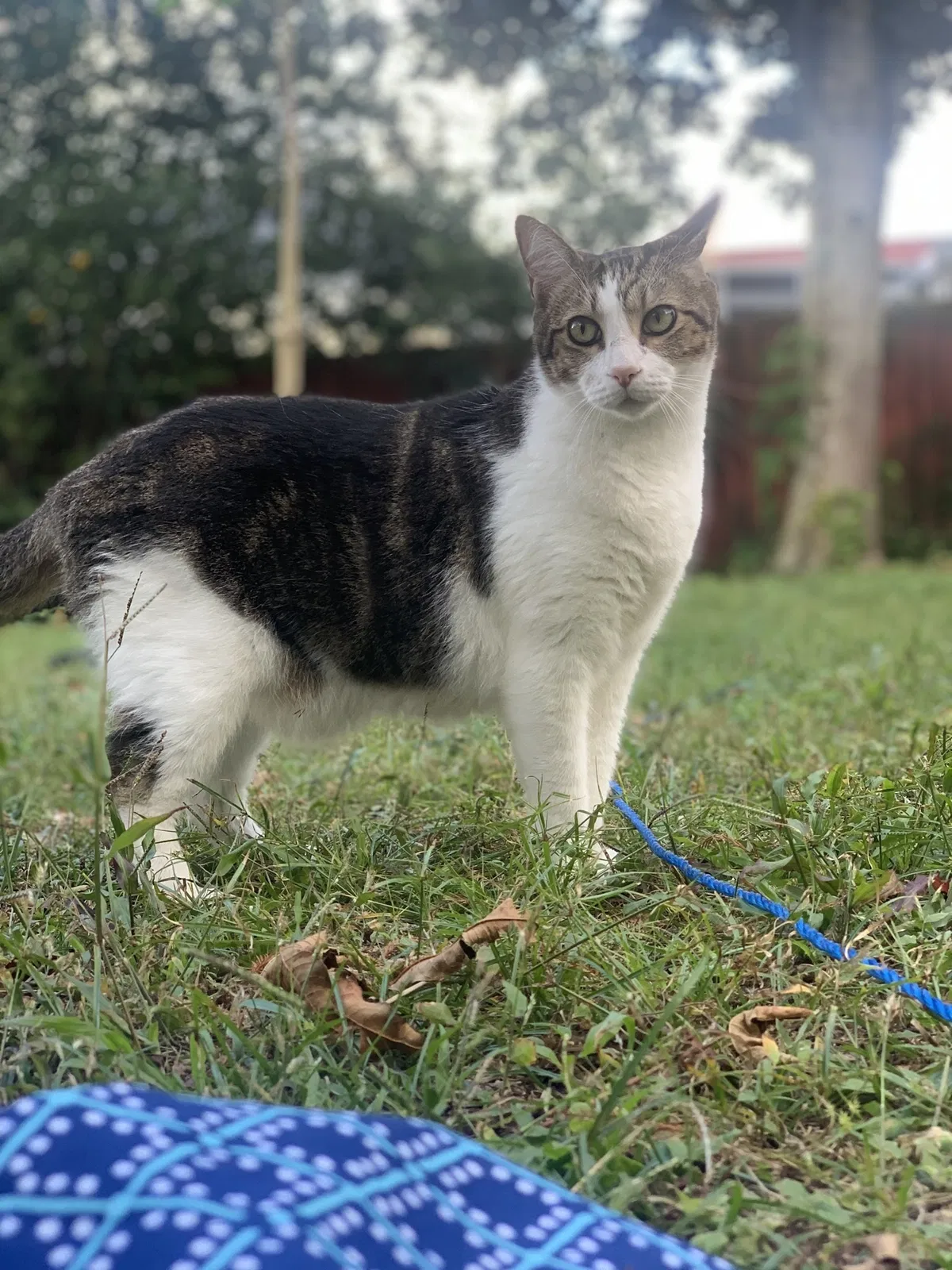 Lost cat in Deltona, FL, 32725