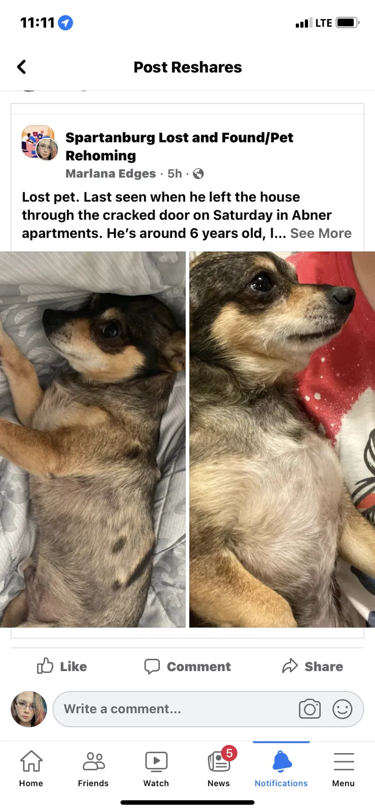 Lost dog in Spartanburg, SC, 29301