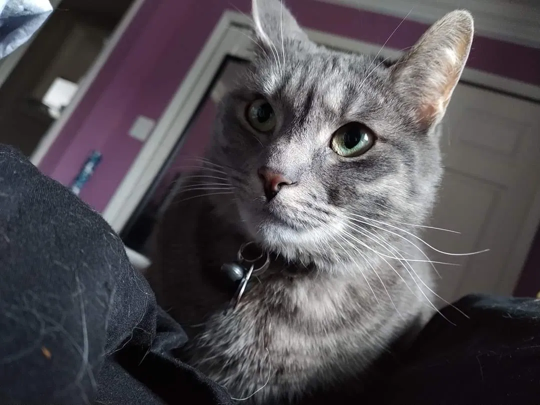 Lost cat in Livonia, MI, 48152