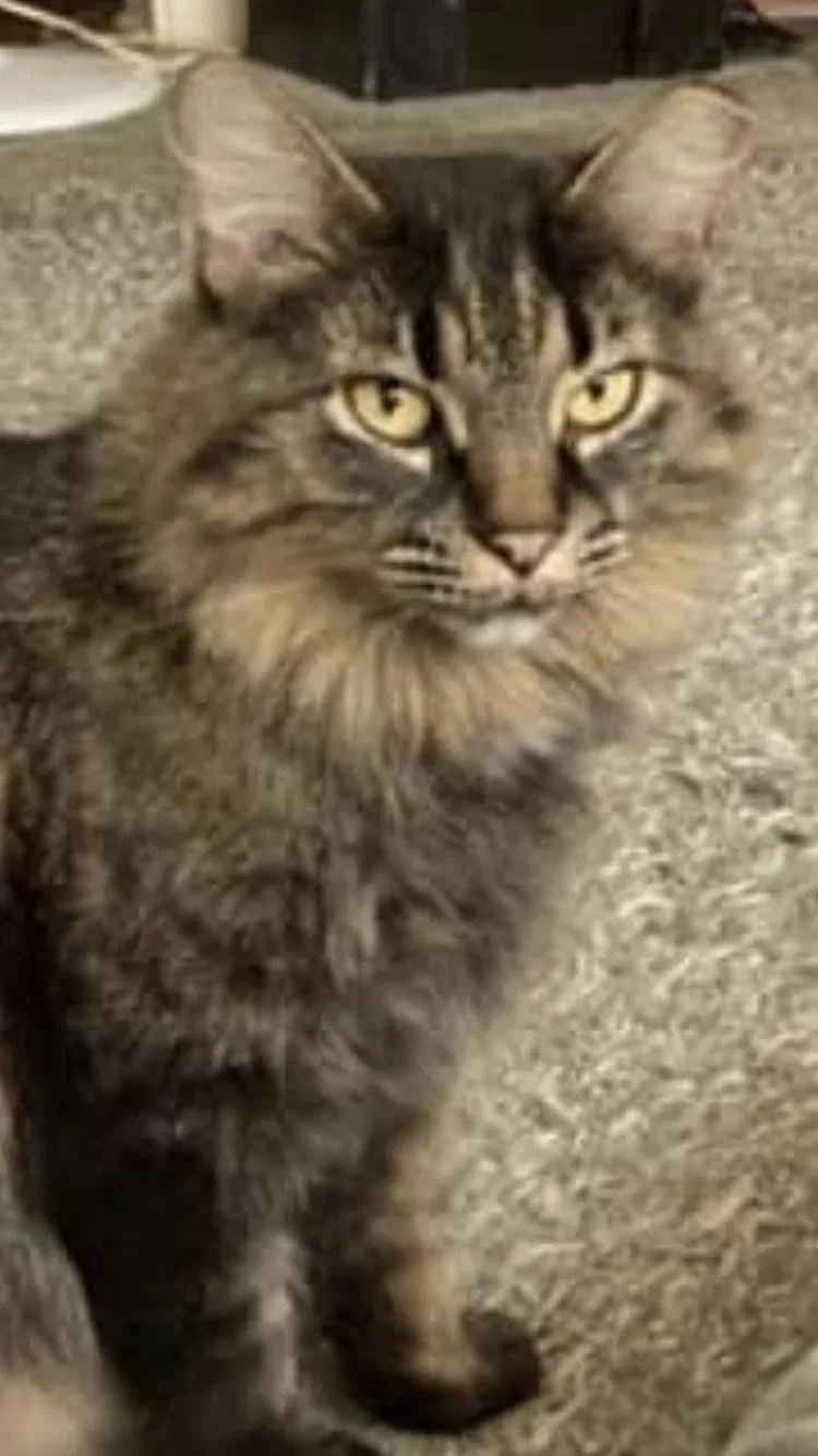 Lost cat in Barberton, OH, 44203
