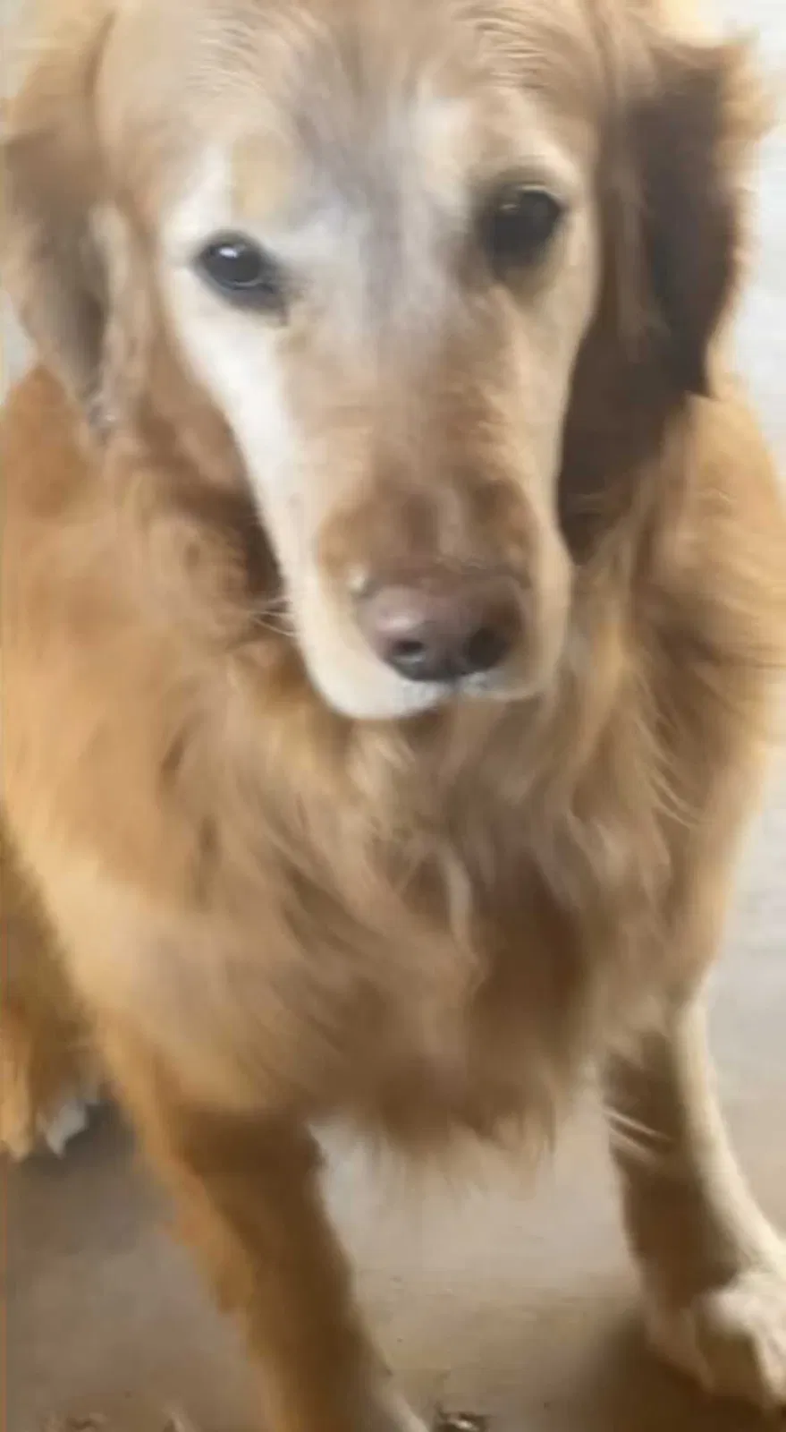 Lost dog in Santa Fe, NM, 87508