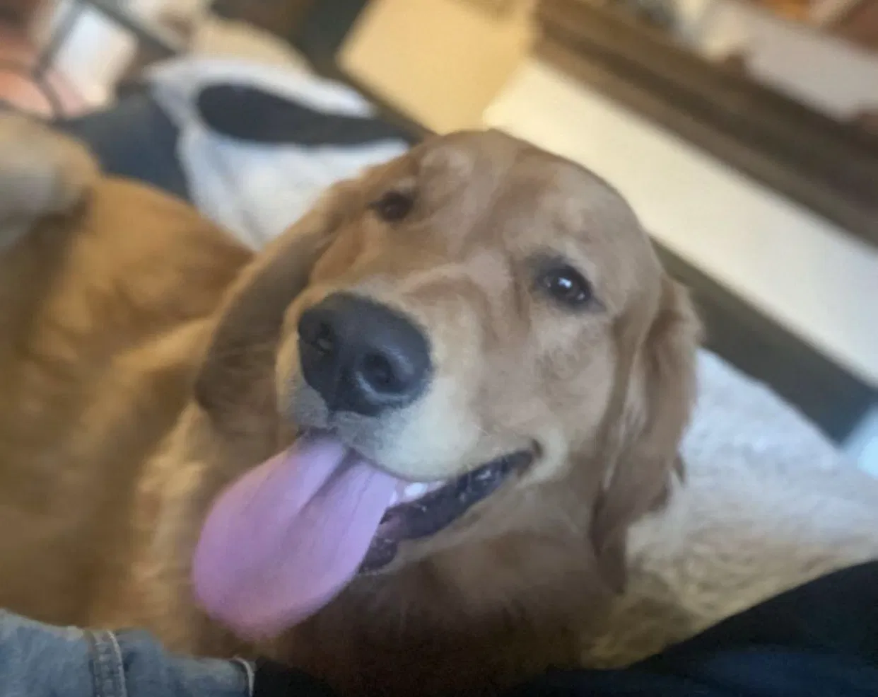 Lost dog in Santa Fe, NM, 87508