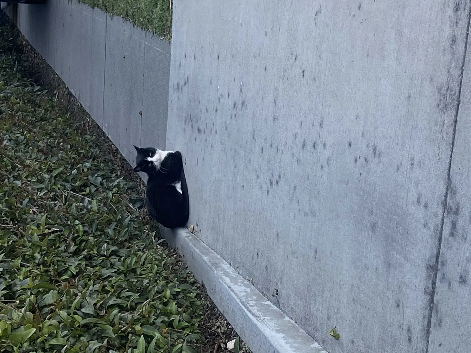 Found cat in Huntington Beach, CA, 92647