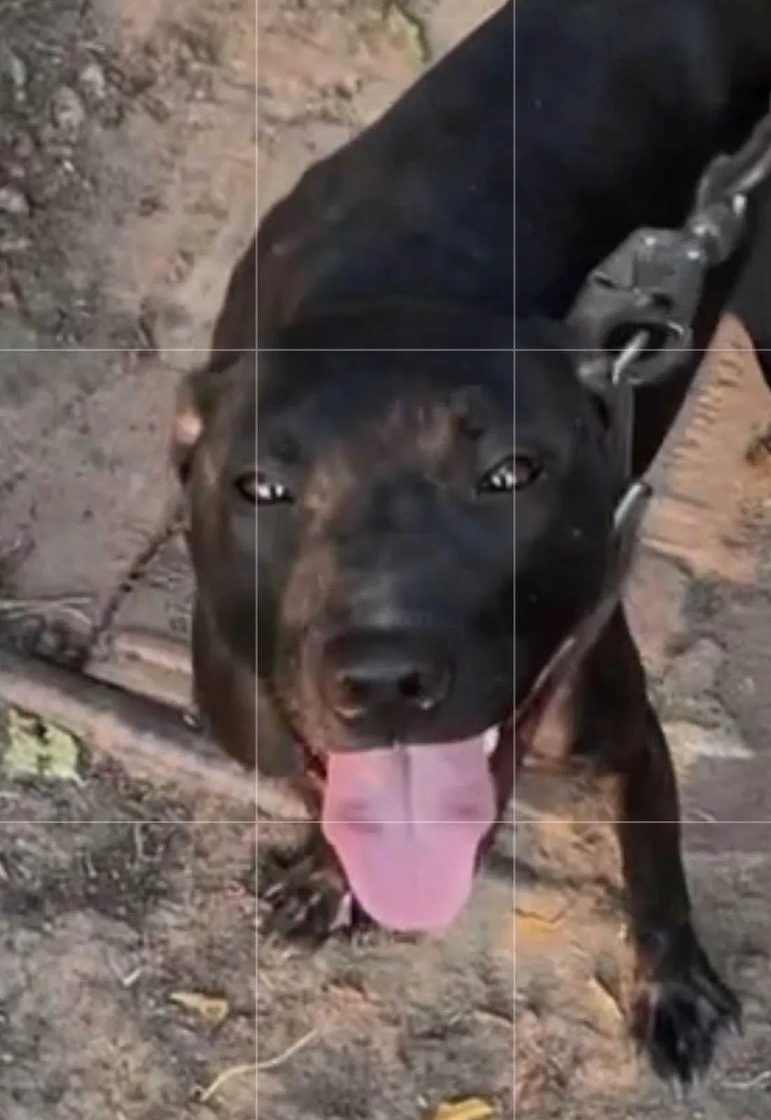 Lost dog in Wichita, KS, 67212