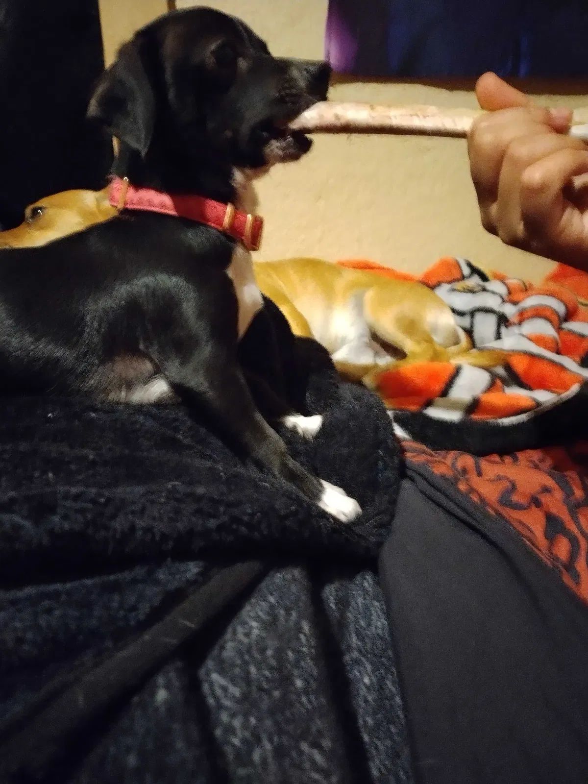 Lost dog in San Angelo, TX, 76903