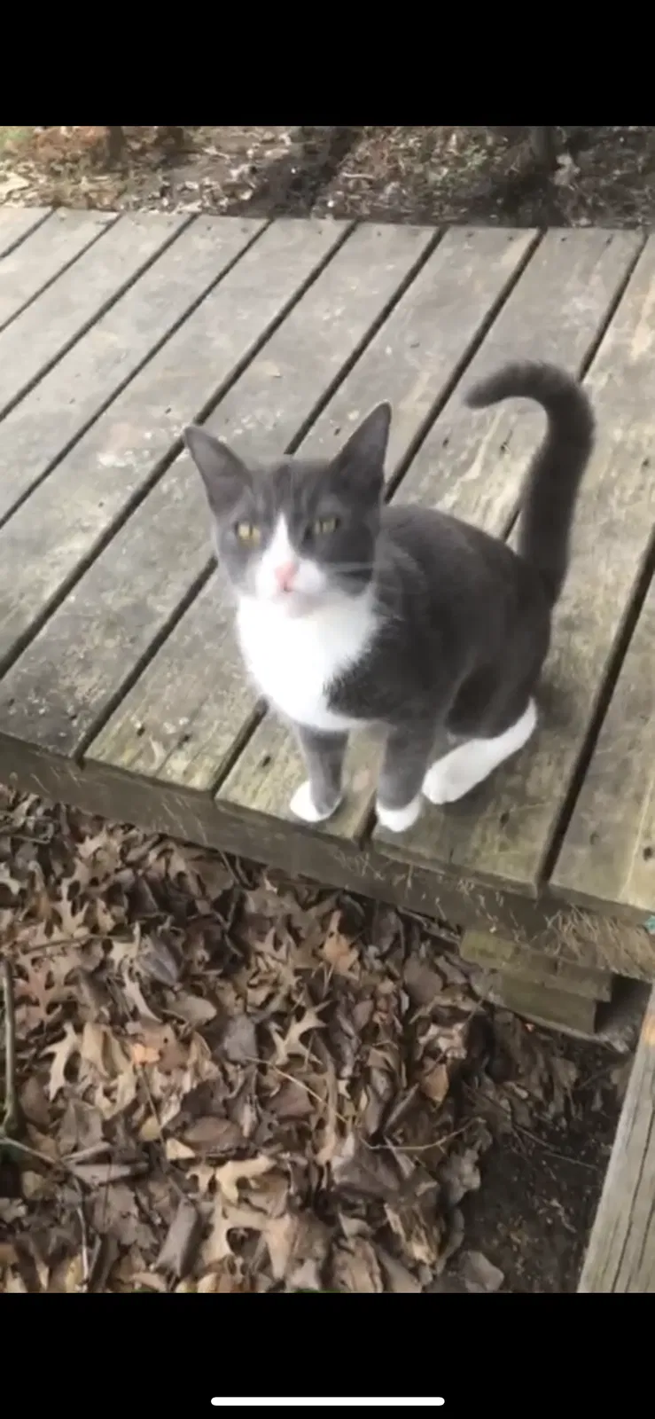 Lost cat in Potts Camp, MS, 38659