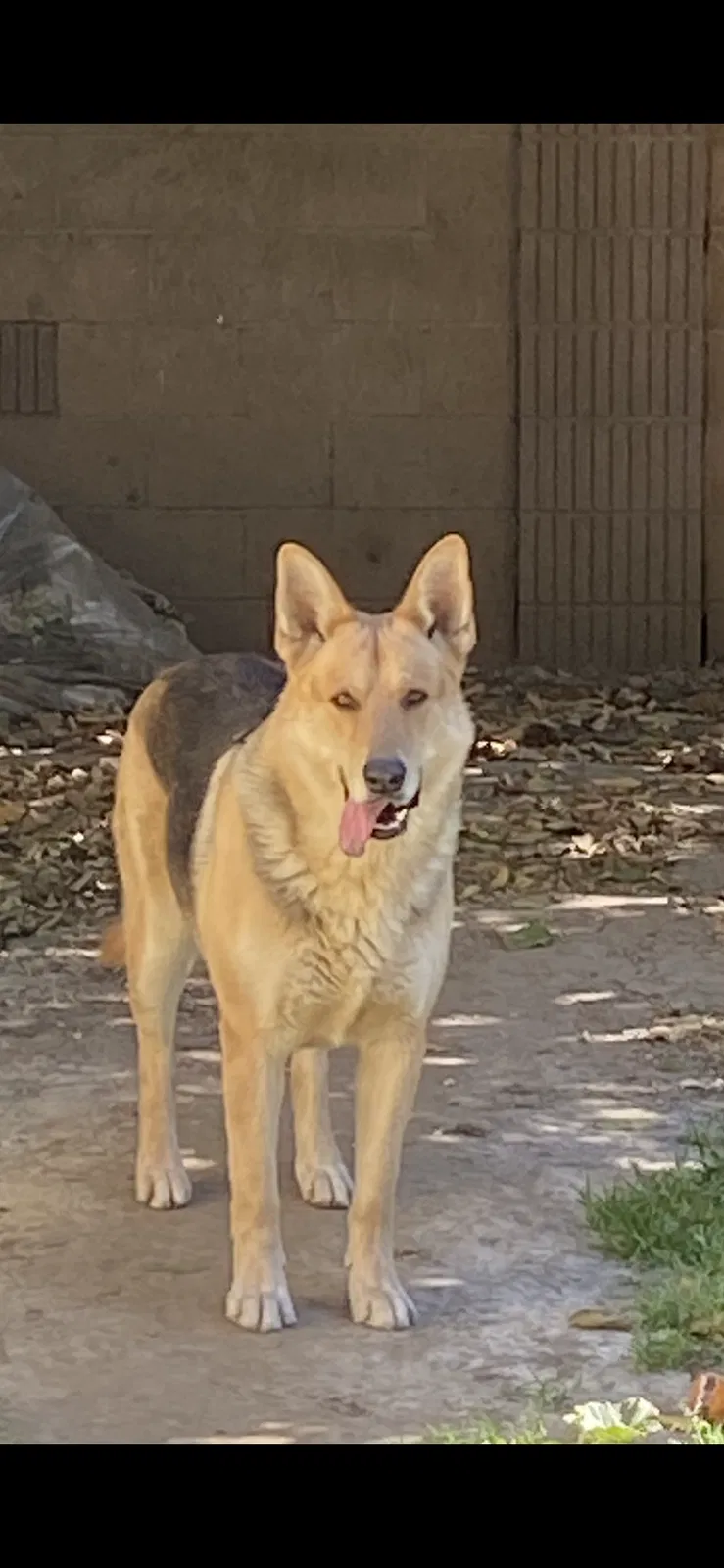 Lost dog in South Gate, CA, 90280