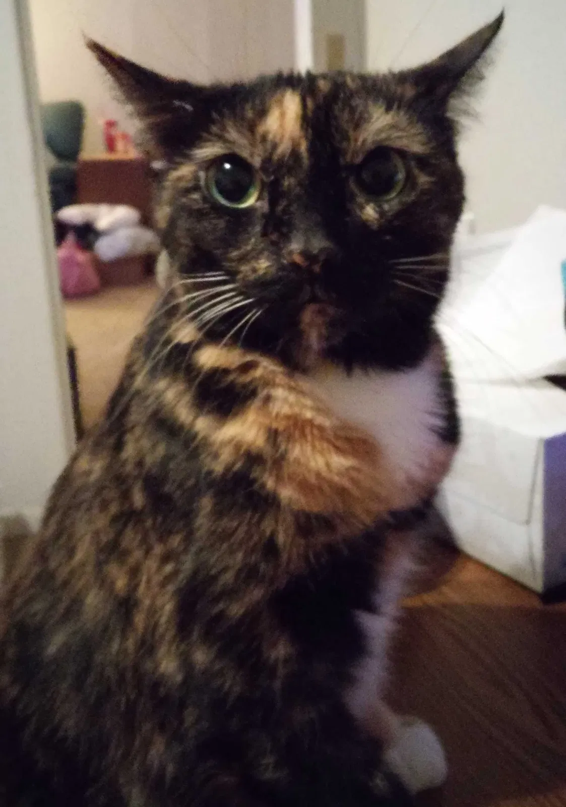 Lost cat in Port Richey, FL, 34668