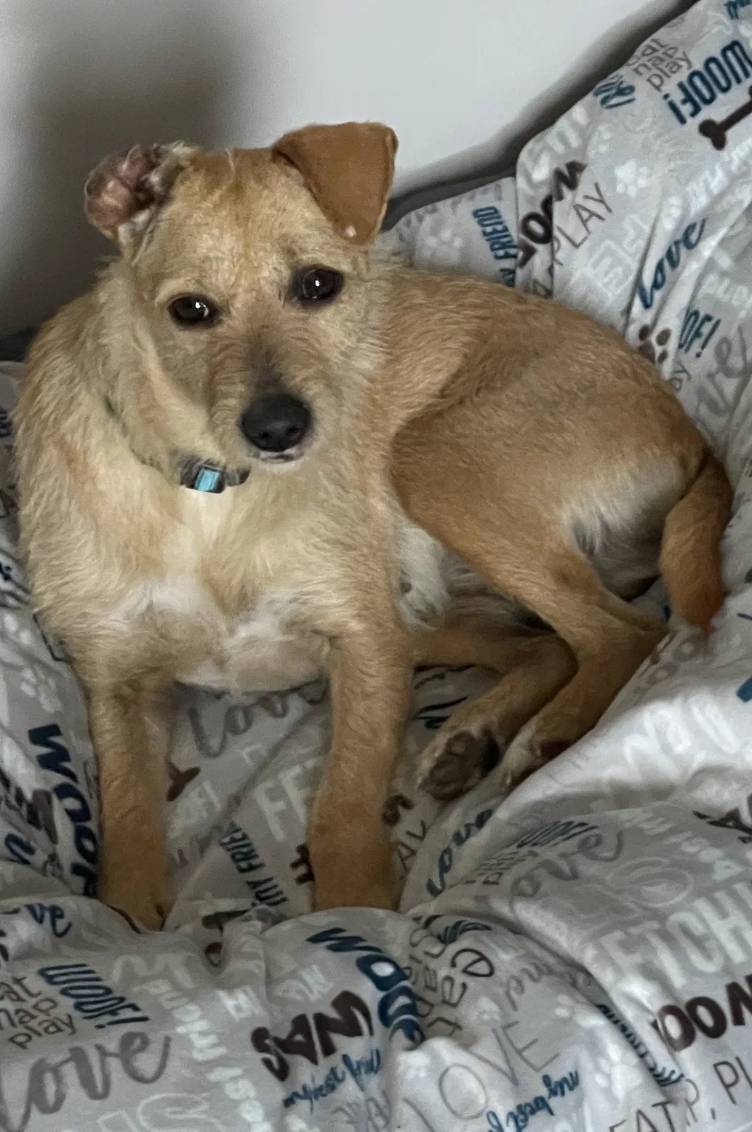 Lost dog in Concord, NC, 28027