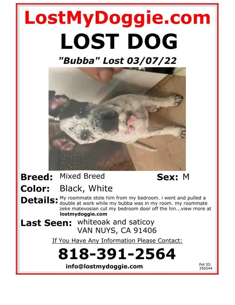 Lost dog in Van Nuys, CA, 91406