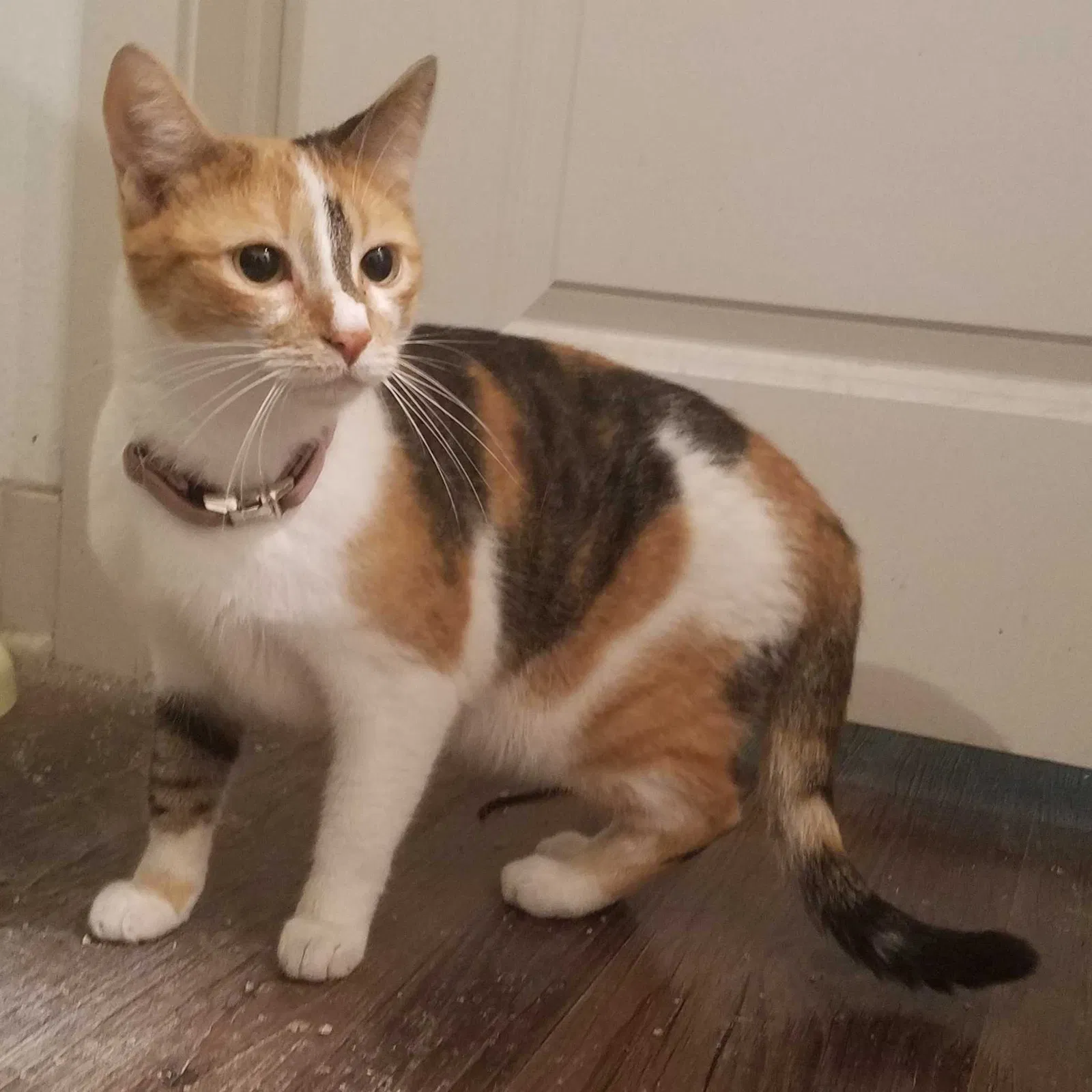 Found cat in Savannah, GA, 31405