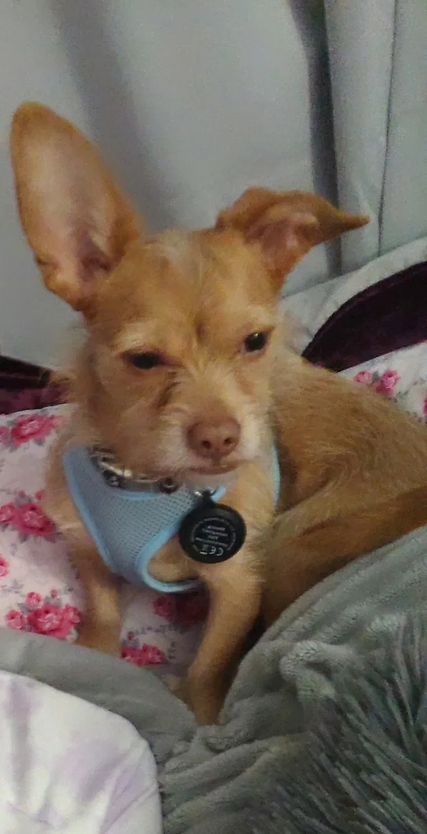 Lost dog in Austin, TX, 78741