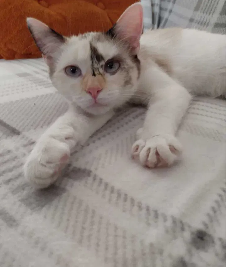 Lost cat in Fairborn, OH, 45324