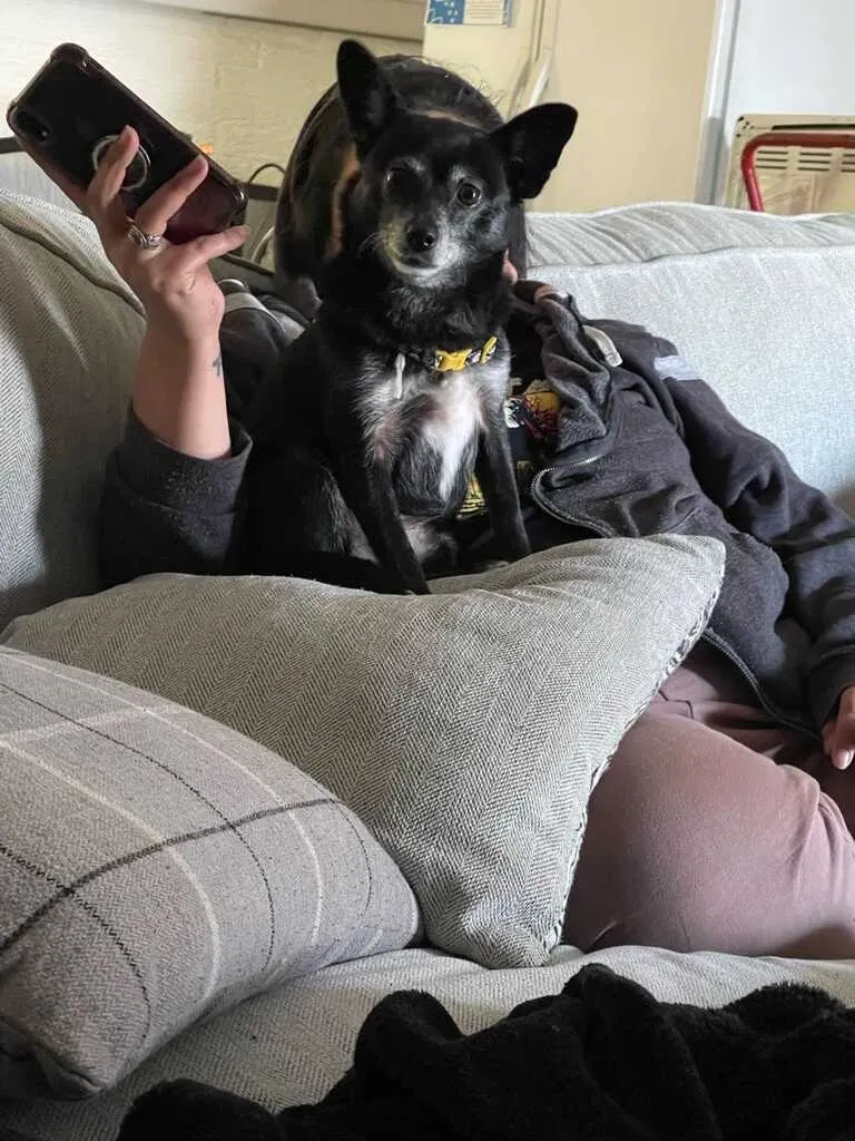 Lost dog in North Richland Hills, TX, 76180