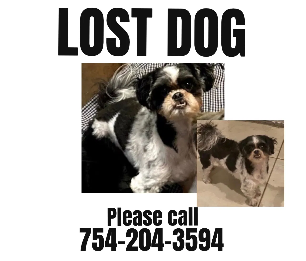 Lost dog in Hollywood, FL, 33024